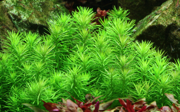 Pogostemon erectus 1-2-Grow!